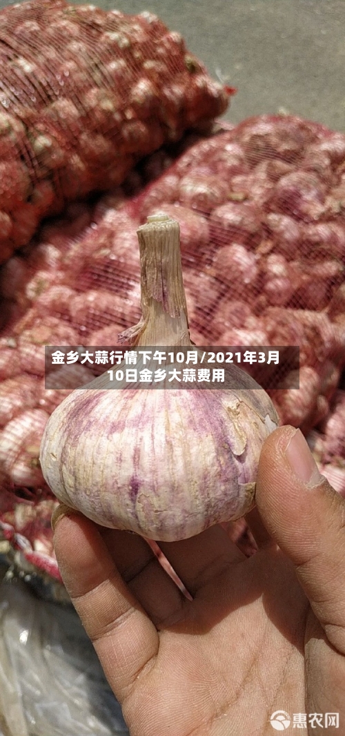 金乡大蒜行情下午10月/2021年3月10日金乡大蒜费用-第3张图片