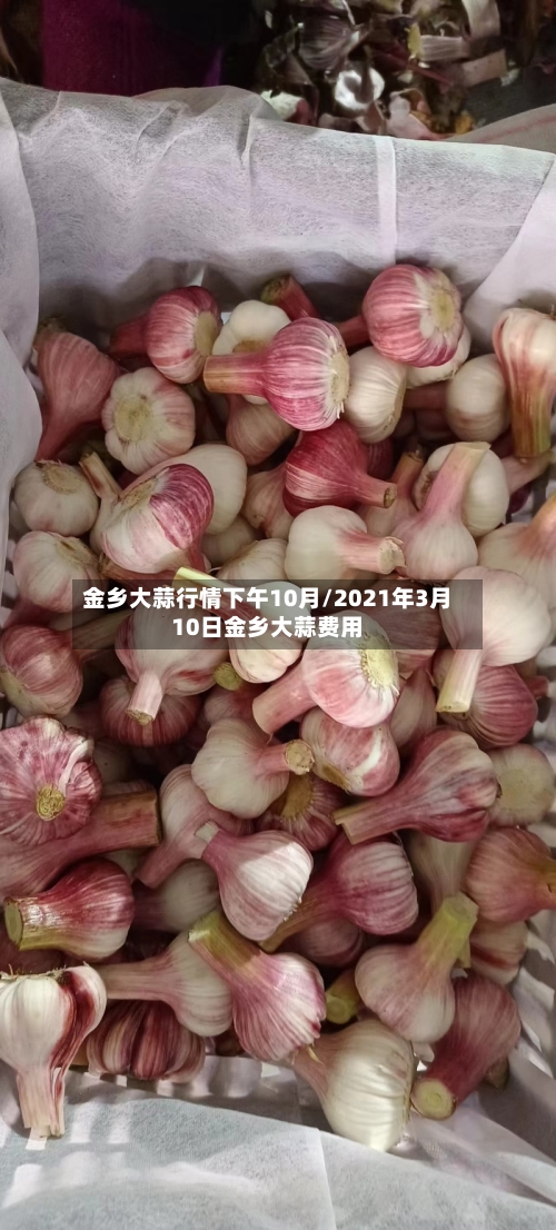 金乡大蒜行情下午10月/2021年3月10日金乡大蒜费用