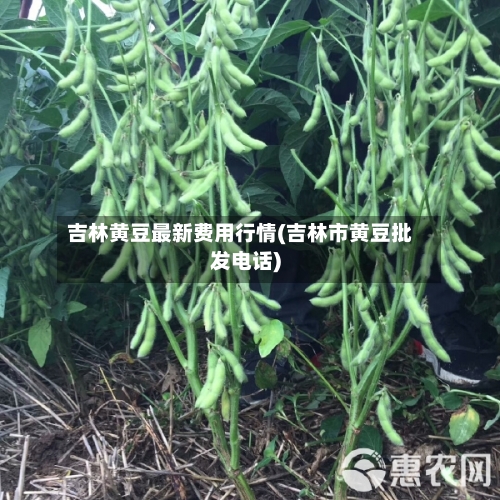 吉林黄豆最新费用行情(吉林市黄豆批发电话)-第3张图片
