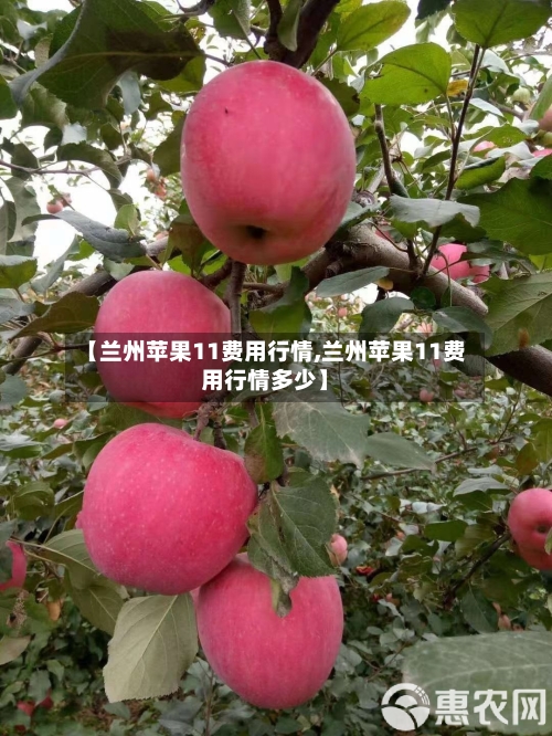 【兰州苹果11费用行情,兰州苹果11费用行情多少】