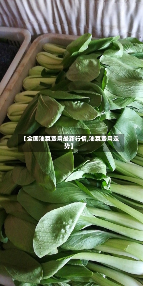 【全国油菜费用最新行情,油菜费用走势】
