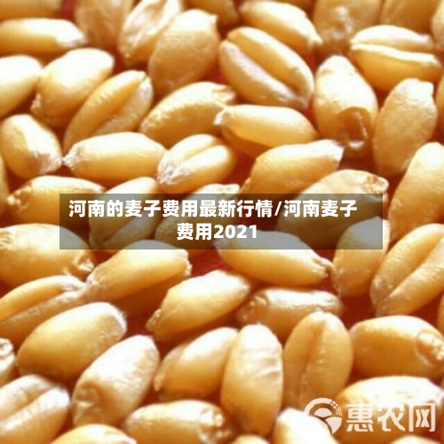 河南的麦子费用最新行情/河南麦子费用2021-第3张图片