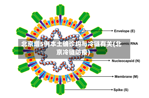 北京增5例本土确诊均与冷链有关(北京冷链防疫)