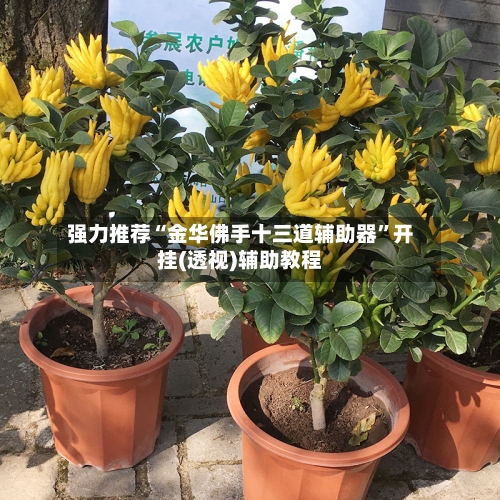 强力推荐“金华佛手十三道辅助器”开挂(透视)辅助教程-第3张图片