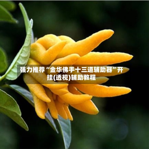 强力推荐“金华佛手十三道辅助器	”开挂(透视)辅助教程-第2张图片