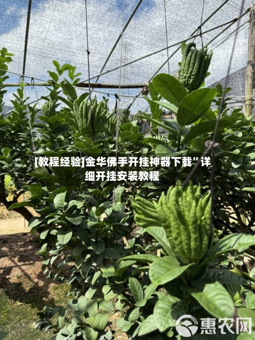 [教程经验]金华佛手开挂神器下载”详细开挂安装教程