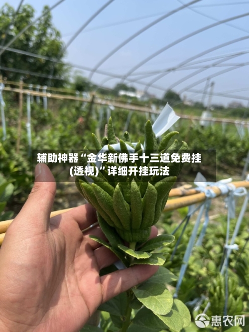 辅助神器“金华新佛手十三道免费挂(透视)”详细开挂玩法