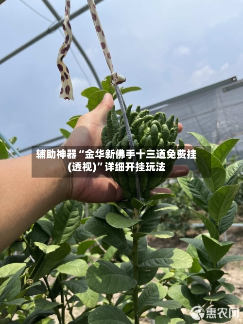 辅助神器“金华新佛手十三道免费挂(透视)	”详细开挂玩法-第2张图片