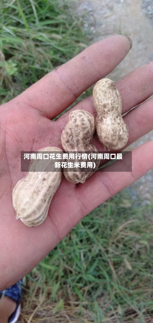 河南周口花生费用行情(河南周口最新花生米费用)