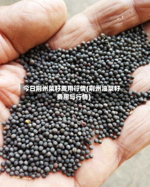 今日荆州菜籽费用行情(荆州油菜籽费用与行情)