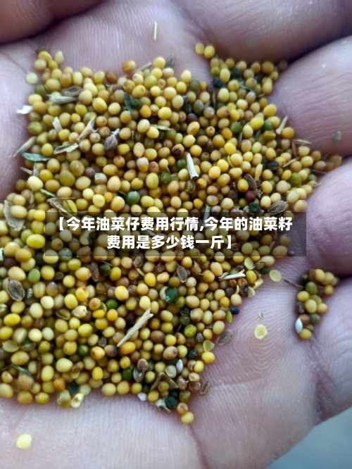 【今年油菜仔费用行情,今年的油菜籽费用是多少钱一斤】