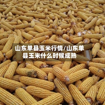 山东单县玉米行情/山东单县玉米什么时候成熟