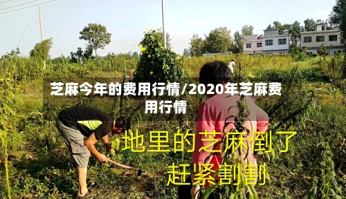 芝麻今年的费用行情/2020年芝麻费用行情