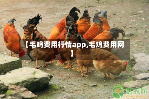 【毛鸡费用行情app,毛鸡费用网】