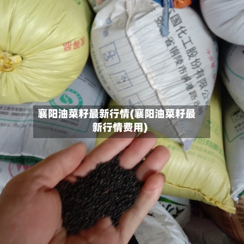 襄阳油菜籽最新行情(襄阳油菜籽最新行情费用)