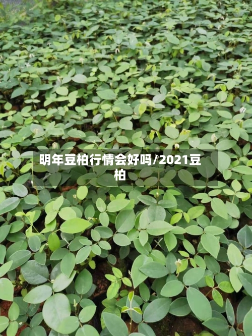 明年豆柏行情会好吗/2021豆柏