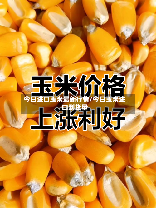 今日进口玉米最新行情/今日玉米进口到货量